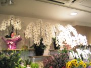 「花誠」　（東京都豊島区）の花屋店舗写真4